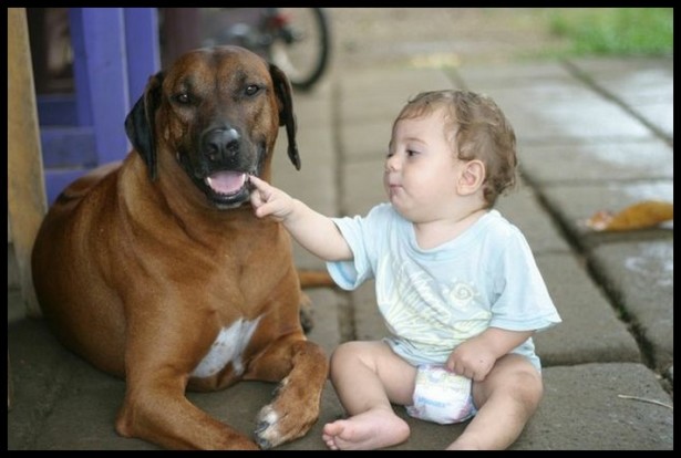 dog_shot