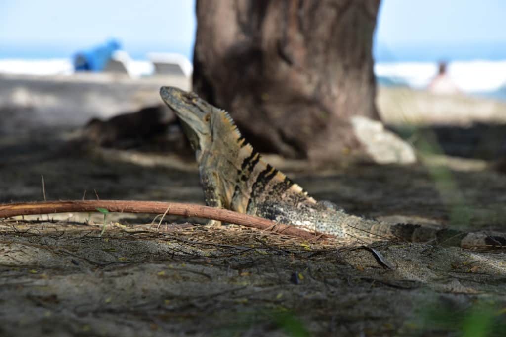 DSC_0065