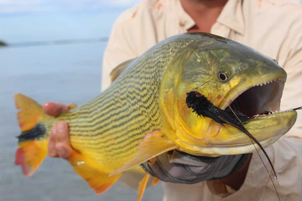 Dorado sportfishing Tamarindo Costa Rica