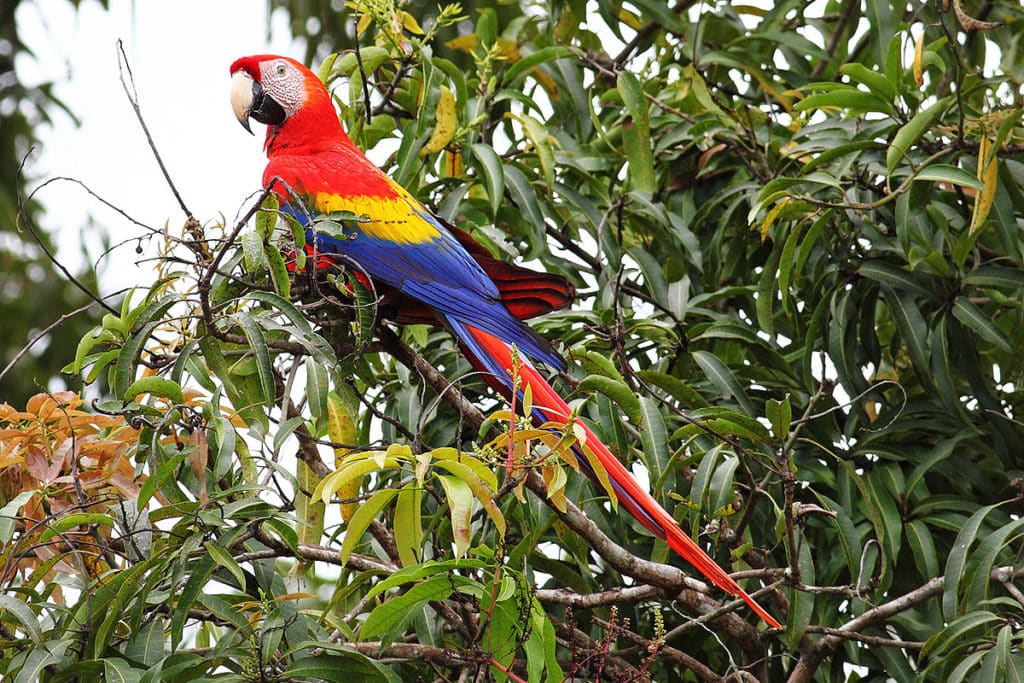 Scarlet Macaw in Tamarindo Costa Rica. Birdwatching tour in Costa Rica, things to do.